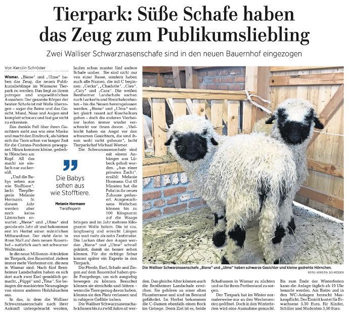 Tierpark Süße Schafe haben das Zeug zum Publikumsliebling