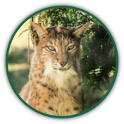 Luchs