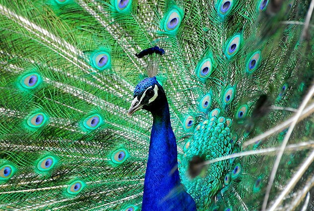 Pfau im Tierpark Wismar