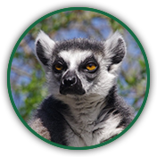 Lemur Catta