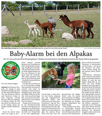 Baby-Alarm bei den Alpakas