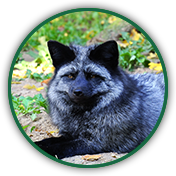 Silberfuchs