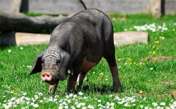 Chinesisches Maskenschwein im Tierpark Wismar Chinesisches Maskenschwein im Tierpark Wismar