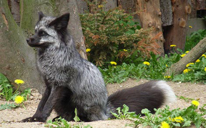 Eisfuchs im Tierpark Wismar Eisfuchs im Tierpark Wismar