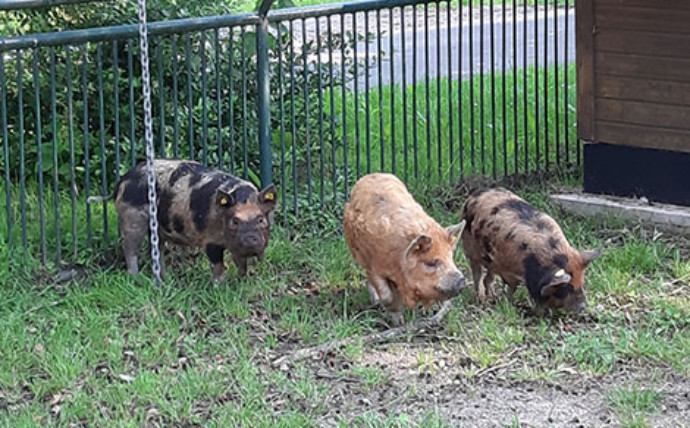 Kune Kune Schweine im Tierpark Wismar