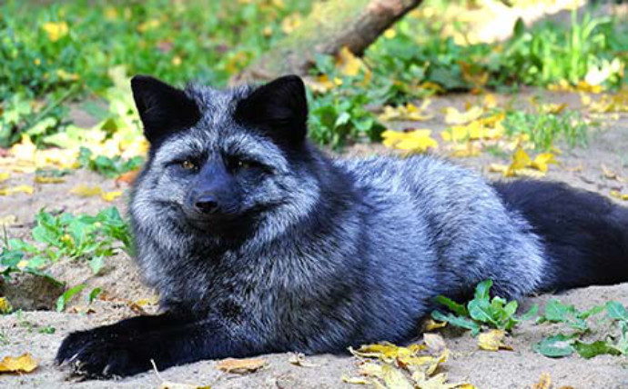 Silberfuchs im Tierpark Wismar Silberfuchs im Tierpark Wismar