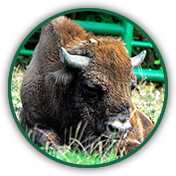 Wisent